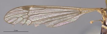 Media type: image;   Entomology 10330 Aspect: Wing front